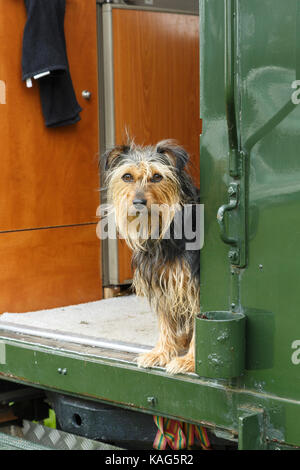 Süßer Hund mit Blick auf die Rückseite eines van Stockfoto