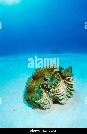 Thailand. Similan Inseln. Tierwelt. Unterwasser Riesenmuschel. Stockfoto