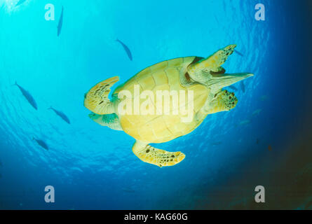 Ägypten. Das rote Meer. Ansicht der Unterseite des Hawksbill Schildkröte Schwimmen unter Wasser. Stockfoto