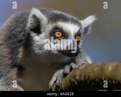 Detaillierte Vorderansicht aus nächster Nähe, Ring-tailed Lemur Face (Lemur catta) in Gefangenschaft, Cotswold Wildlife Park, isoliert auf Ast, große gelbe Augen starren. Stockfoto