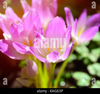 Rosa Blüte Krokus in den Strahlen der hellen Sonne, in der Nähe Stockfoto