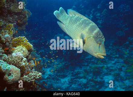 Ägypten. Das rote Meer. Tierwelt. Napoleon Fische. Humphead Lippfische. Stockfoto