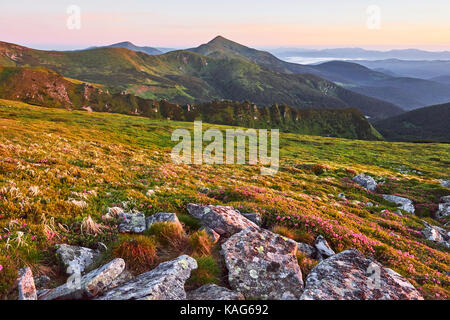 Rhododendren blühen in einer wunderschönen Lage in den Bergen. Schönen Sonnenuntergang. Blühende Rhododendren in den Bergen an einem sonnigen Sommertag. Karpaten, Ukraine. Stockfoto