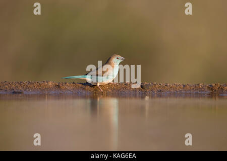 Blau Waxbill Uraeginthus angolensis im Profil auf der Bank eines ruhigen Wasser Pool Stockfoto