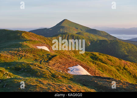 Rhododendren blühen in einer wunderschönen Lage in den Bergen. Schönen Sonnenuntergang. Blühende Rhododendren in den Bergen an einem sonnigen Sommertag. Karpaten, Ukraine. Stockfoto