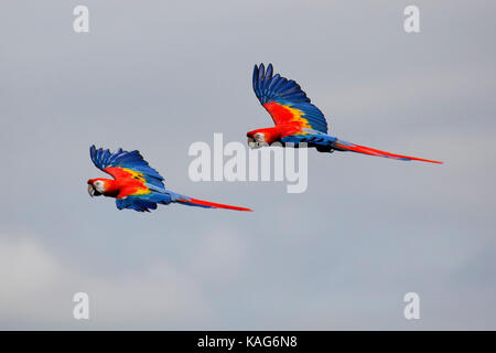 Lebendiges Paar Scharlachsittiche (Ara macao) im Flug, das auffälliges rotes, blaues und gelbes Gefieder gegen einen blauen Himmel zeigt. Wildtiere Stockfoto