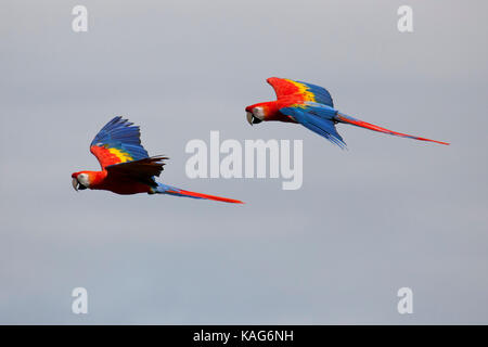 Lebendiges Paar Scharlachsittiche (Ara macao) im Flug, das auffälliges rotes, blaues und gelbes Gefieder gegen einen blauen Himmel zeigt. Wildtiere Stockfoto