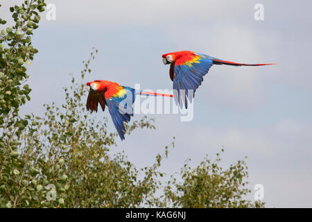 Lebendiges Paar Scharlachsittiche (Ara macao) im Flug, das auffälliges rotes, blaues und gelbes Gefieder gegen einen blauen Himmel zeigt. Wildtiere Stockfoto