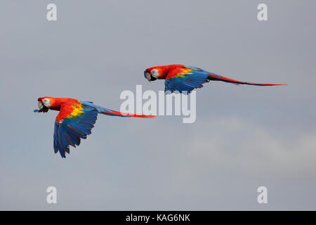 Lebendiges Paar Scharlachsittiche (Ara macao) im Flug, das auffälliges rotes, blaues und gelbes Gefieder gegen einen blauen Himmel zeigt. Wildtiere Stockfoto