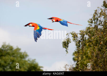 Lebendiges Paar Scharlachsittiche (Ara macao) im Flug, das auffälliges rotes, blaues und gelbes Gefieder gegen einen blauen Himmel zeigt. Wildtiere Stockfoto