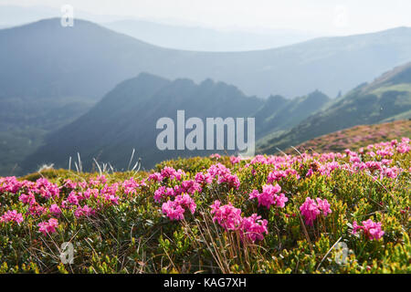 Rhododendren blühen in einer wunderschönen Lage in den Bergen. Blumen in den Bergen. Blühende Rhododendren in den Bergen an einem sonnigen Sommertag. Dramatische ungewöhnliche Szene. Karpaten, Ukraine Stockfoto