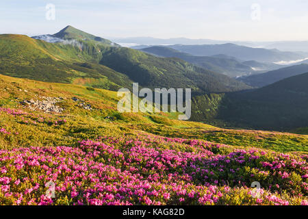 Rhododendren blühen in einer wunderschönen Lage in den Bergen. Blumen in den Bergen. Blühende Rhododendren in den Bergen an einem sonnigen Sommertag. Dramatische ungewöhnliche Szene. Karpaten, Ukraine Stockfoto