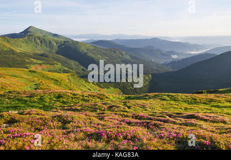 Rhododendren blühen in einer wunderschönen Lage in den Bergen. Blumen in den Bergen. Blühende Rhododendren in den Bergen an einem sonnigen Sommertag. Dramatische ungewöhnliche Szene. Karpaten, Ukraine Stockfoto