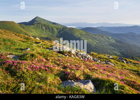 Rhododendren blühen in einer wunderschönen Lage in den Bergen. Blumen in den Bergen. Blühende Rhododendren in den Bergen an einem sonnigen Sommertag. Dramatische ungewöhnliche Szene. Karpaten, Ukraine Stockfoto