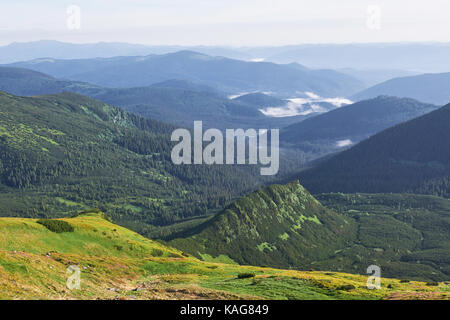 Rhododendren blühen in einer wunderschönen Lage in den Bergen. Blumen in den Bergen. Blühende Rhododendren in den Bergen an einem sonnigen Sommertag. Dramatische ungewöhnliche Szene. Karpaten, Ukraine Stockfoto