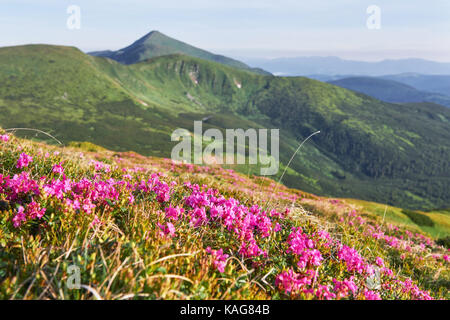 Rhododendren blühen in einer wunderschönen Lage in den Bergen. Blumen in den Bergen. Blühende Rhododendren in den Bergen an einem sonnigen Sommertag. Dramatische ungewöhnliche Szene. Karpaten, Ukraine Stockfoto