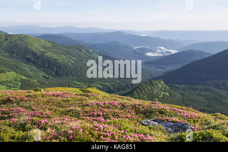 Rhododendren blühen in einer wunderschönen Lage in den Bergen. Blumen in den Bergen. Blühende Rhododendren in den Bergen an einem sonnigen Sommertag. Dramatische ungewöhnliche Szene. Karpaten, Ukraine Stockfoto