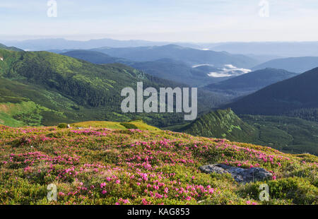 Rhododendren blühen in einer wunderschönen Lage in den Bergen. Blumen in den Bergen. Blühende Rhododendren in den Bergen an einem sonnigen Sommertag. Dramatische ungewöhnliche Szene. Karpaten, Ukraine Stockfoto