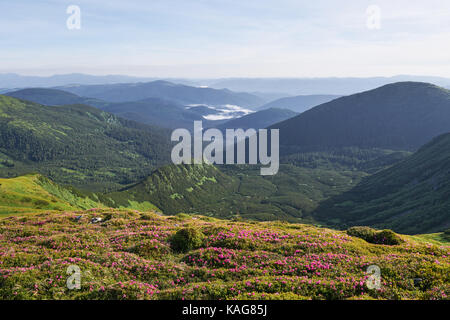 Rhododendren blühen in einer wunderschönen Lage in den Bergen. Blumen in den Bergen. Blühende Rhododendren in den Bergen an einem sonnigen Sommertag. Dramatische ungewöhnliche Szene. Karpaten, Ukraine Stockfoto