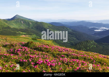 Rhododendren blühen in einer wunderschönen Lage in den Bergen. Blumen in den Bergen. Blühende Rhododendren in den Bergen an einem sonnigen Sommertag. Dramatische ungewöhnliche Szene. Karpaten, Ukraine Stockfoto