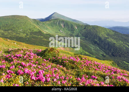 Rhododendren blühen in einer wunderschönen Lage in den Bergen. Blumen in den Bergen. Blühende Rhododendren in den Bergen an einem sonnigen Sommertag. Dramatische ungewöhnliche Szene. Karpaten, Ukraine Stockfoto