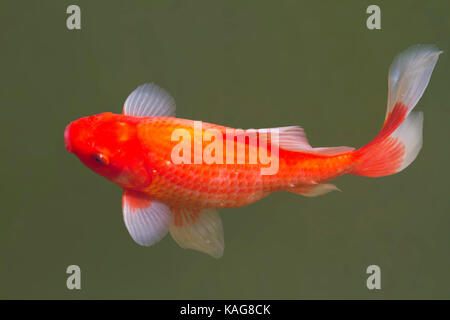 Goldfisch im Süßwasser-Teich, Fisch und das Leben unter Wasser Stockfoto