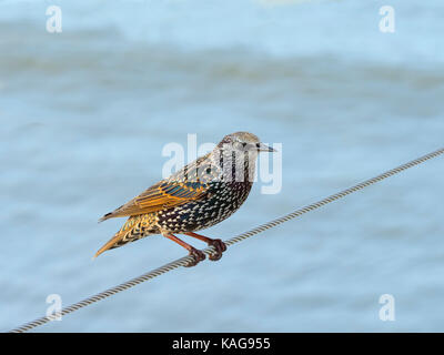 Starling Sturnus vulgaris auf Cromer Pier Norfolk Stockfoto