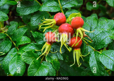 Helle und reife Früchte von Wild Rose mit Regentropfen auf einem Hintergrund von grünen Blättern. Stockfoto