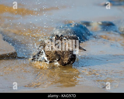 Turnstone Arenaria interpres Baden bei Ebbe Wymondham Norfolk Stockfoto