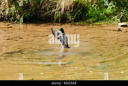 Einzelne männliche Stockente oben stehen im Teich Wasser Flügel ausbreitet. Stockfoto