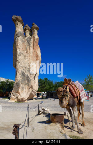 Kamel für touristische und typische Feenkamine, erodierten Felsformationen aus Sandstein, in der Nähe von Göreme und Pasabagi Çavusin. Türkei Kappadokien. Stockfoto