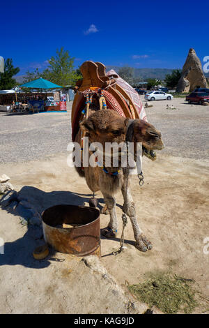 Kamel für Touristen in Pasabagi, in der Nähe von Göreme und Çavusin. Kappadokien. Zentralanatolien. Türkei Stockfoto