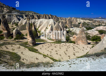 Typische Landschaft mit Feenkamine, erodiert Sandstein Felsformationen in Pasabagi, in der Nähe von Göreme und Çavusin. Kappadokien. Zentralanatolien. Türkei Stockfoto