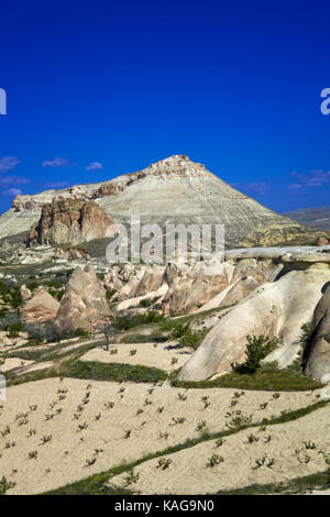 Typische Landschaft mit Feenkamine, erodiert Sandstein Felsformationen in Pasabagi, in der Nähe von Göreme und Çavusin. Kappadokien. Zentralanatolien. Türkei Stockfoto