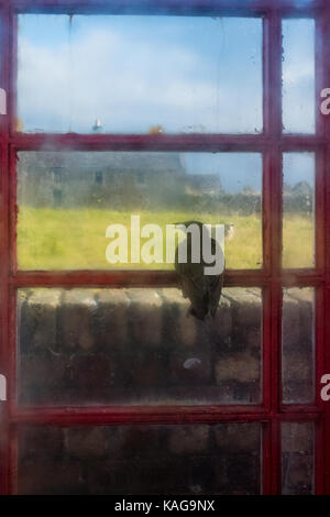 Starling in das innere Feld Blick durch das Fenster Stockfoto