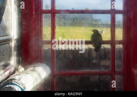 Starling in das innere Feld Blick durch das Fenster Stockfoto