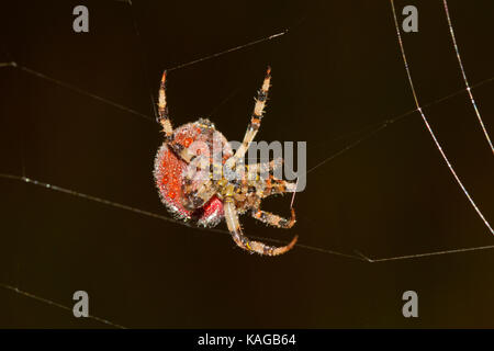 Big, Fat European Garden Spider, mit Tautropfen bedeckt, weben ein Netz in den frühen Morgenstunden Stockfoto