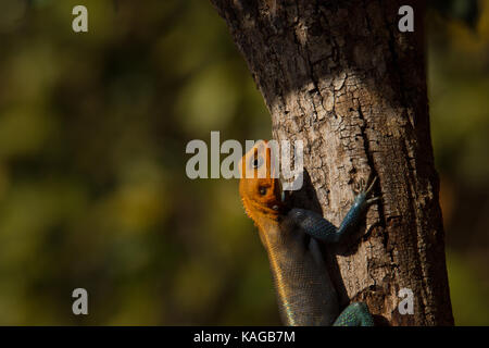 Mwanza Flachbild-headed Agama Lizard Stockfoto