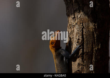 Mwanza Flachbild-headed Agama Lizard Stockfoto