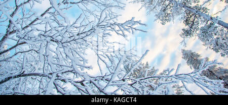 Suchen Sie in der Verschneiten Äste und Bäume, Winter Hintergrund Stockfoto