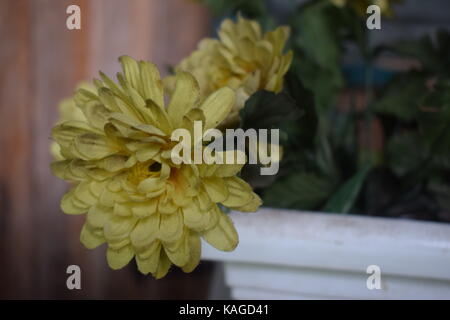 Flower-Power. Stockfoto