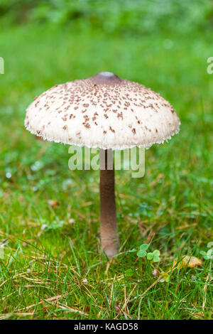 Formschöne Sonnenschirm Pilz auf grünem Gras Stockfoto