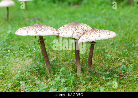 Formschöne Sonnenschirm Pilz auf grünem Gras Stockfoto