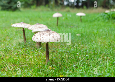 Formschöne Sonnenschirm Pilz auf grünem Gras Stockfoto