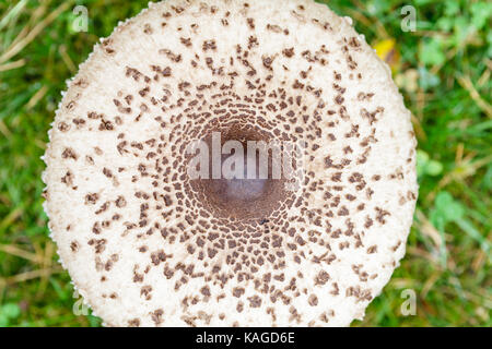 Formschöne Sonnenschirm Pilz auf grünem Gras Draufsicht Hintergrund Stockfoto