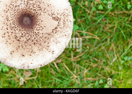 Formschöne Sonnenschirm Pilz auf grünem Gras Draufsicht Hintergrund Stockfoto