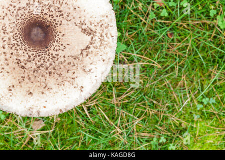 Formschöne Sonnenschirm Pilz auf grünem Gras Draufsicht Hintergrund Stockfoto