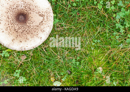 Formschöne Sonnenschirm Pilz auf grünem Gras Draufsicht Hintergrund Stockfoto