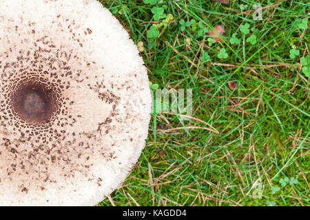 Formschöne Sonnenschirm Pilz auf grünem Gras Draufsicht Hintergrund Stockfoto