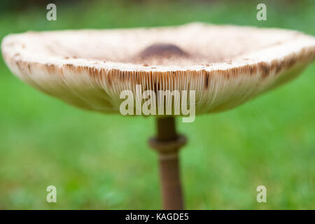 Formschöne Sonnenschirm Pilz auf grünem Gras Stockfoto